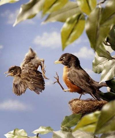 Baby-Bird-Learning-to-Fly1.jpg