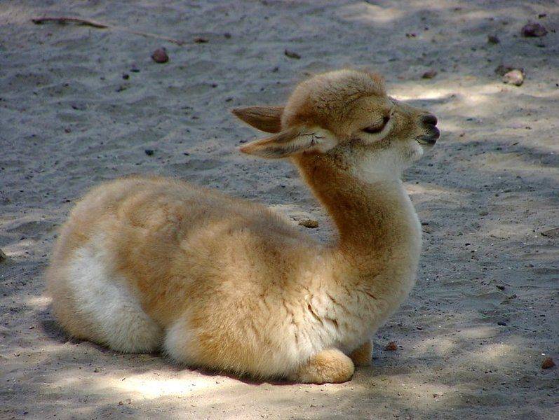 baby-llama.jpg