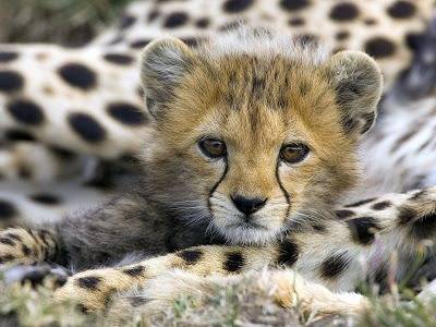 baby_cheetah-5260.jpg