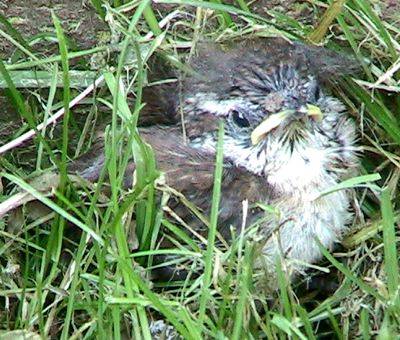 BabyCarolinaWren1.jpg