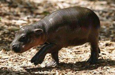 babyhippowalkshr7.jpg