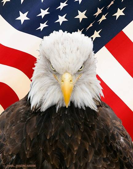 bald_eagle_flag_small.jpg