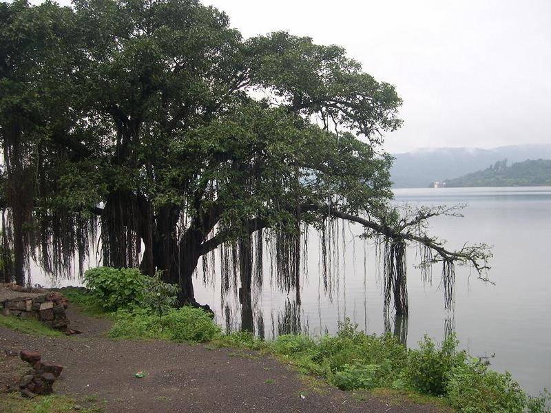 Banyan_tree_on_the_banks_of_Khadakwasla_Dam.jpg