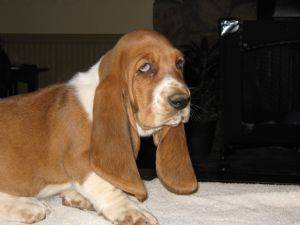 bassethound.jpg