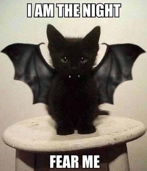 batcat.jpg