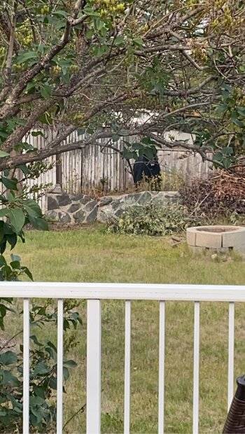Bear Back.jpg