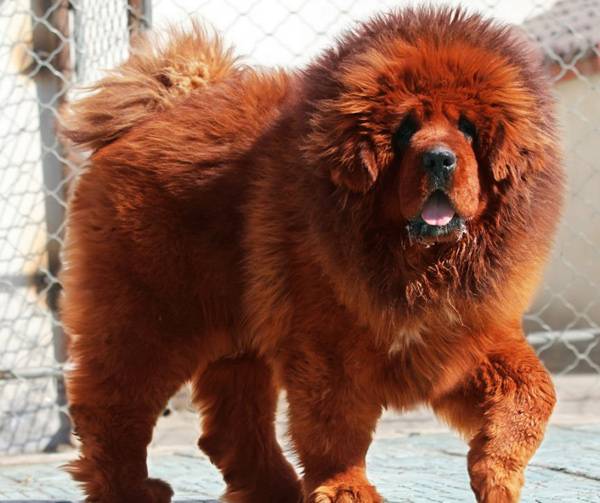 bear-like-dog-breeds-tibetan-mastiff-jpg.jpg
