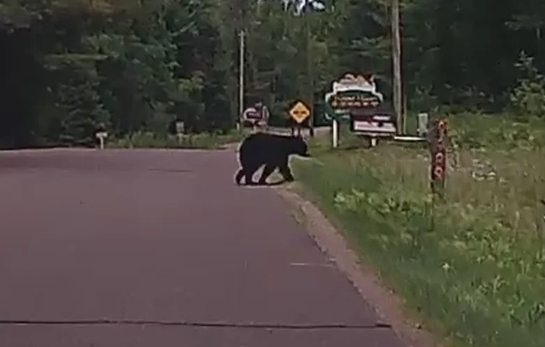 Bear.webp
