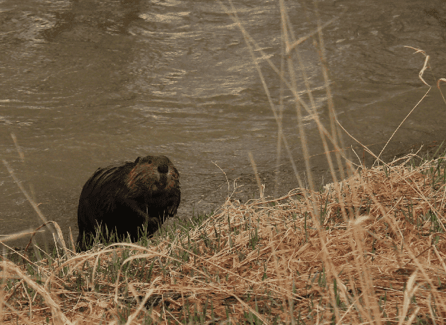 beaver.png