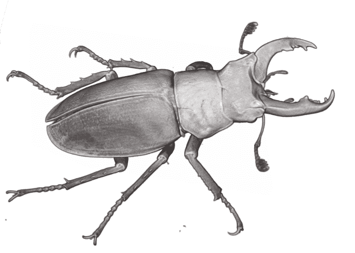 beetle777.png