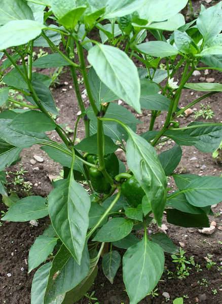 bellpeppers.jpg
