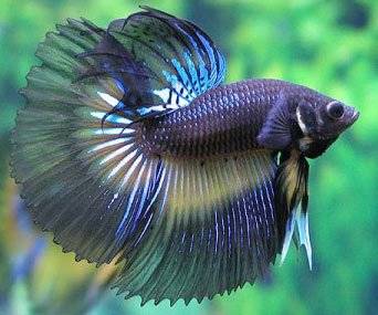 betta-cute-fish-pic.jpg