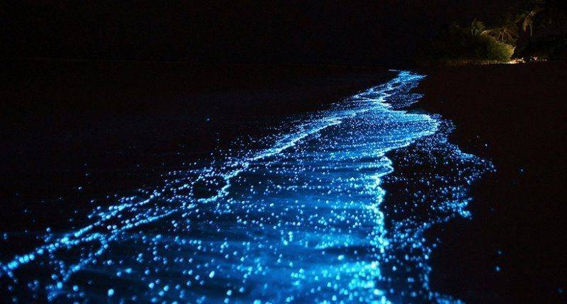 bioluminescent.algae.jpg