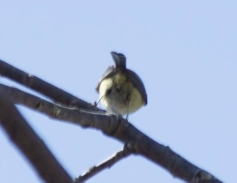 Bird from behind.jpg