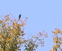 bird.JPG