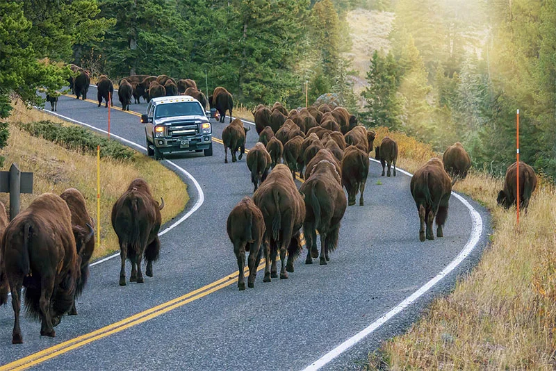 bison.webp