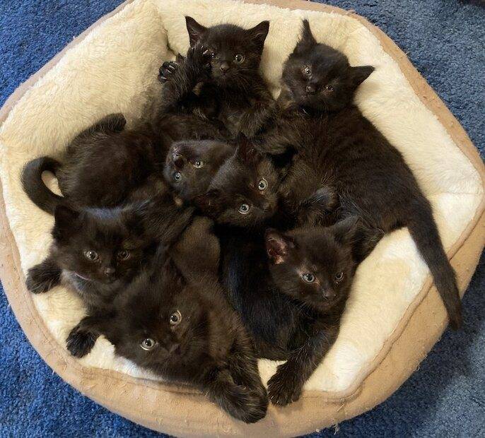 black kittens.jpg