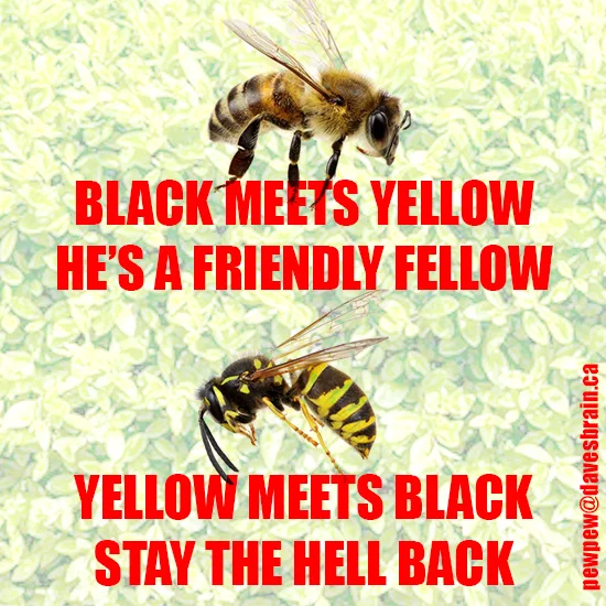 black meets yellow.webp
