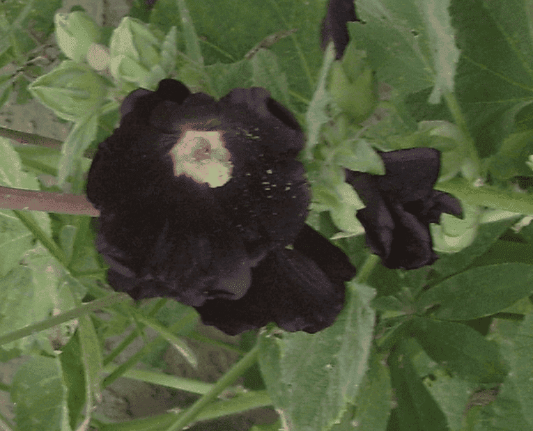 black.png