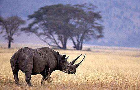 Black-Rhinoceros.jpg