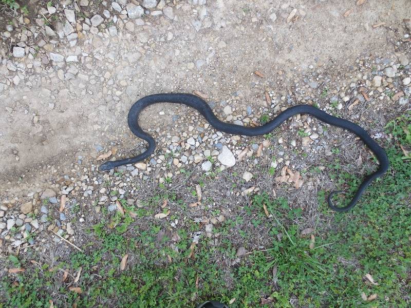 black snake.jpg