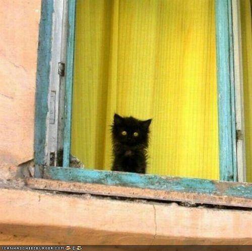 black_kitten.jpg