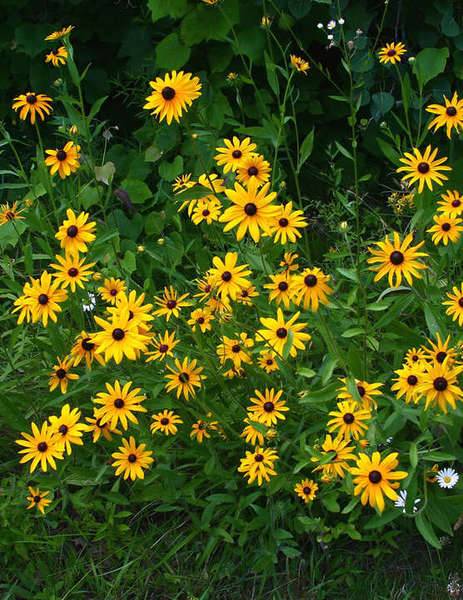 blackeyedsusan-1.jpg
