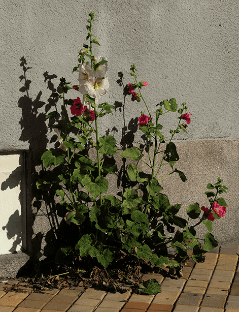Blommor vid vägg (1).png