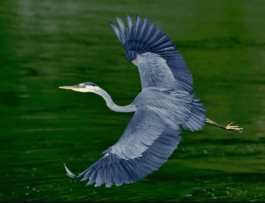 Blue Heron.PNG