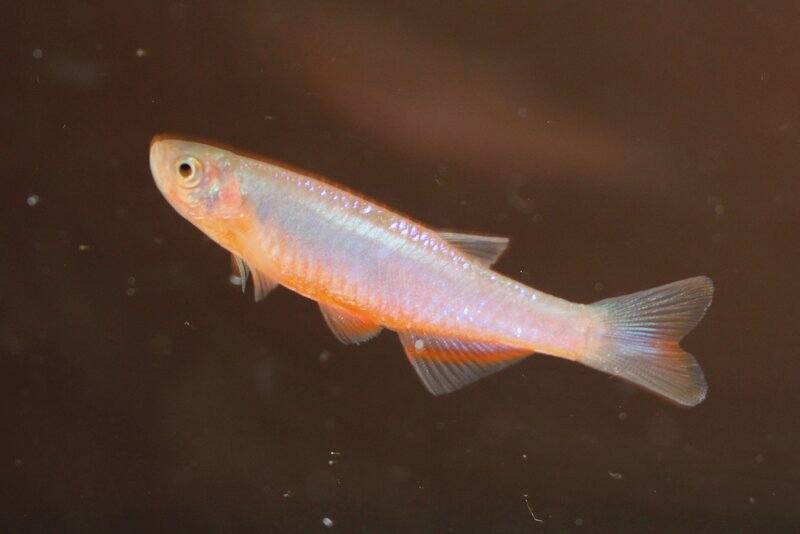 Blue or pearl danio.jpg