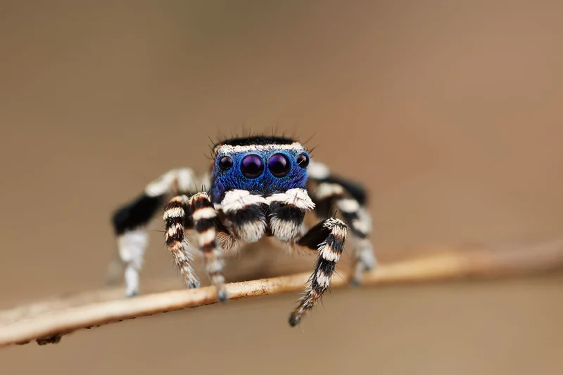 blue_spider.webp