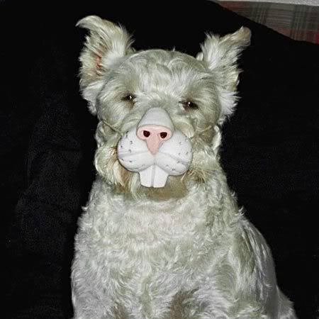 bouki_schnauzer01.jpg
