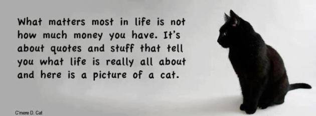 bout-quotes-and-stuff-that-tell-you-what-life-is-really-all-about-and-here-is-a-picture-of-a-cat.jpg