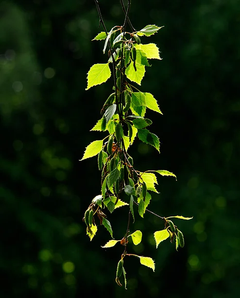 Branch (Canon FD 135mm).webp