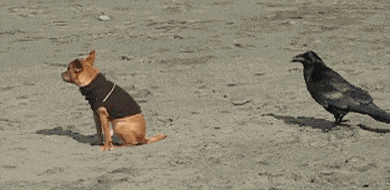 brave-crows-not-scared-134-58ff399be8c24__605.gif