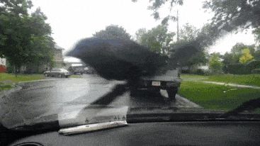 brave-crows-not-scared-137-59005aeb397ad__605.gif
