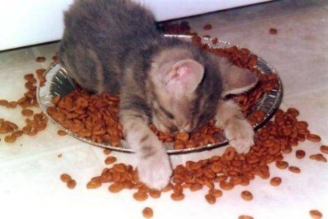 Breakfast%20cat.jpg