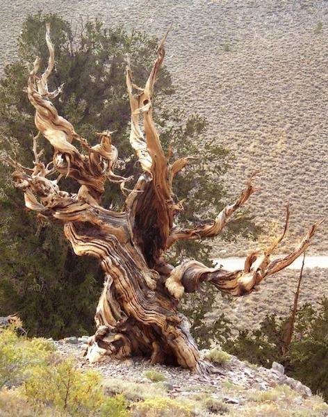 Bristle_cone_pine_2.jpg