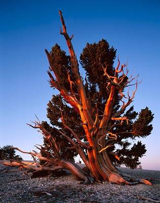 Bristlecone_lrg.jpg