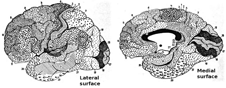 Brodmann-areas.png