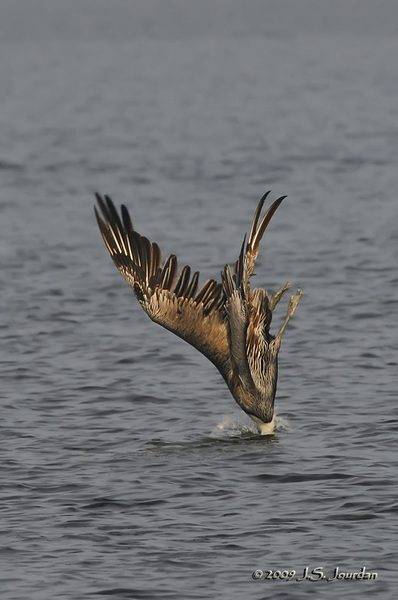 BrownPelican8597b.jpg