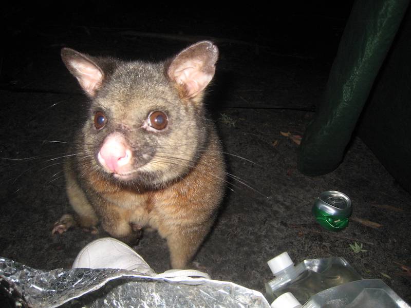 brushtail.jpg
