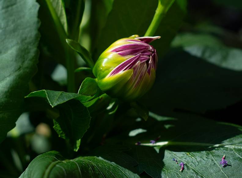 Bud (1) (Yashinon-DS 50mm).jpg