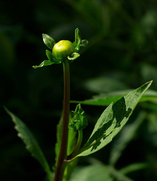 Bud (2) (Yashinon-DS 50mm).jpg