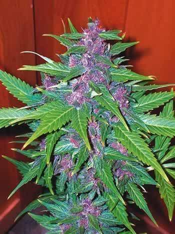bud2.jpg
