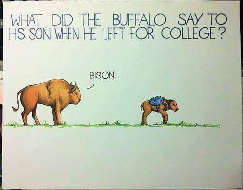 buffalo.jpg