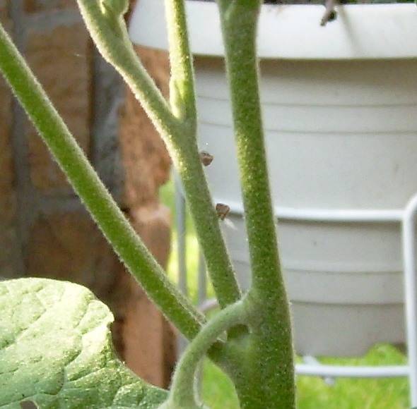 bugsunidentified.jpg