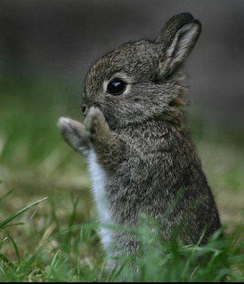 bunnygq0.jpg
