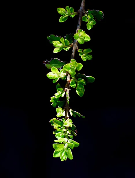 Bush Branch (8) (stacked) (Canon nFD 50mm f1.4 + CPL).webp