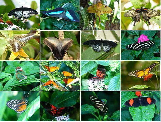 butterflies2.JPG